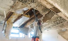 Trusted Fort Defiance, AZ Mold Remediation Experts